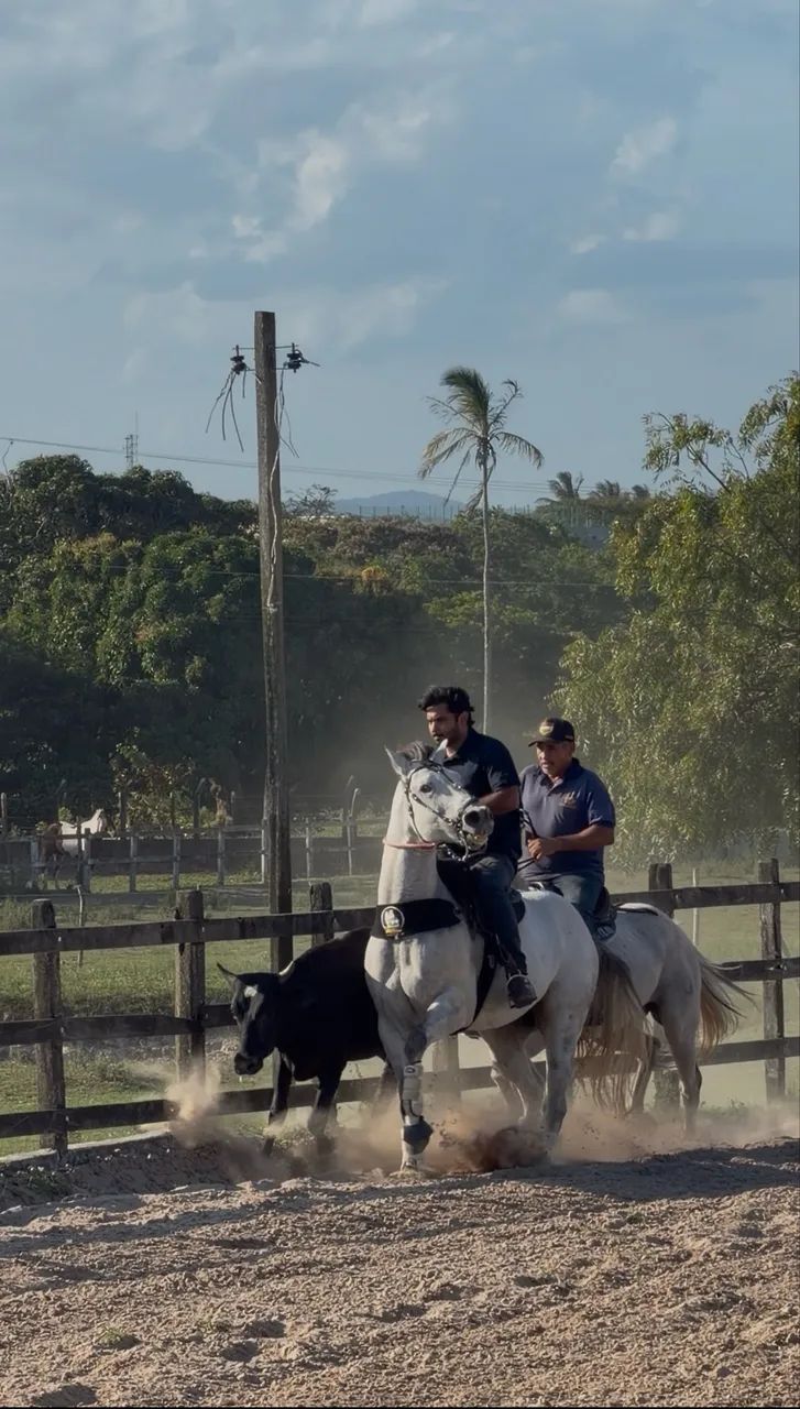 Cavalo de Direita - Foto 2