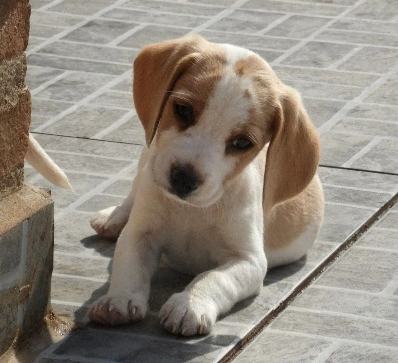 Último machinho bicolor - Foto 4