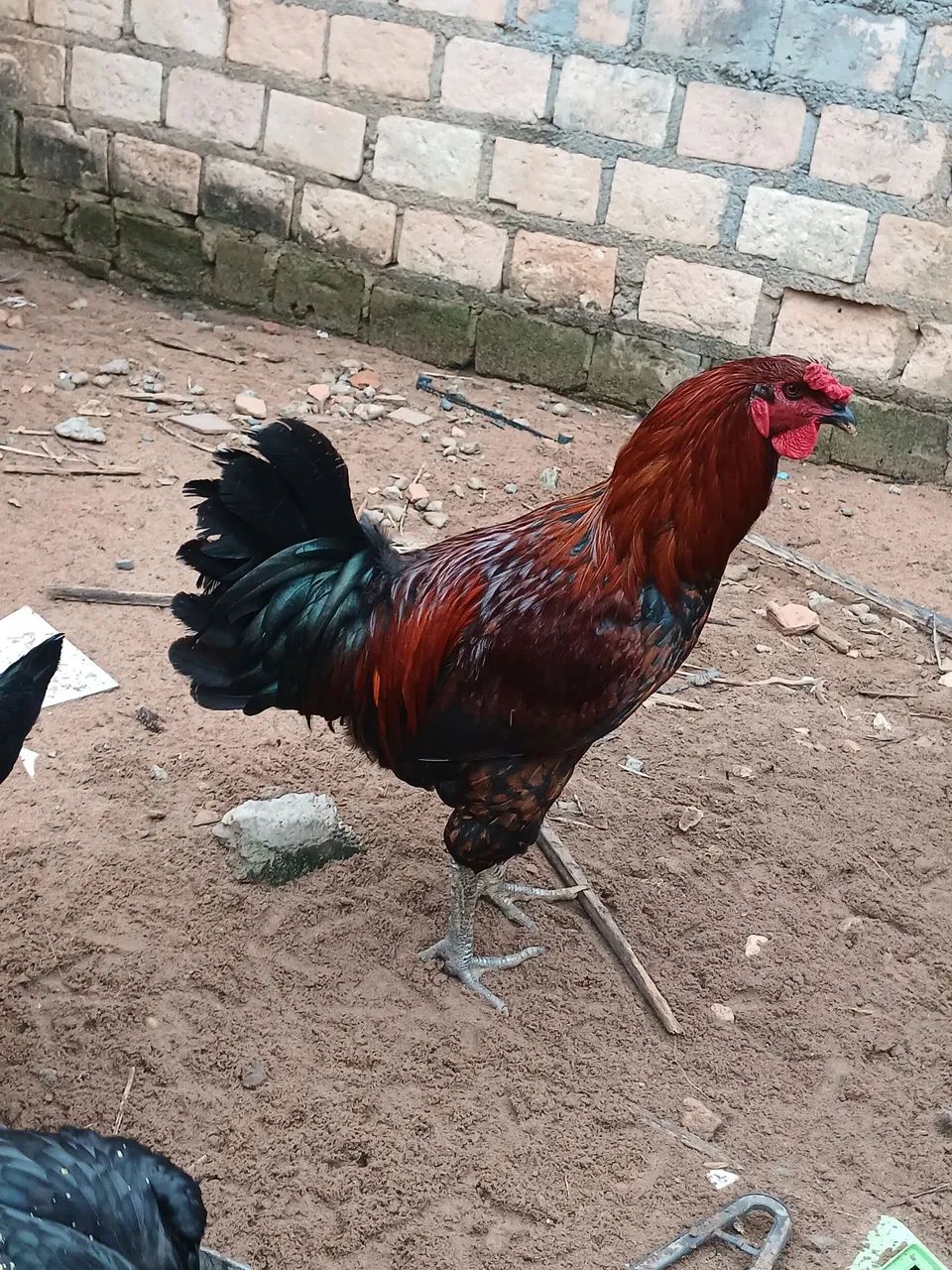 Frango - Foto 2