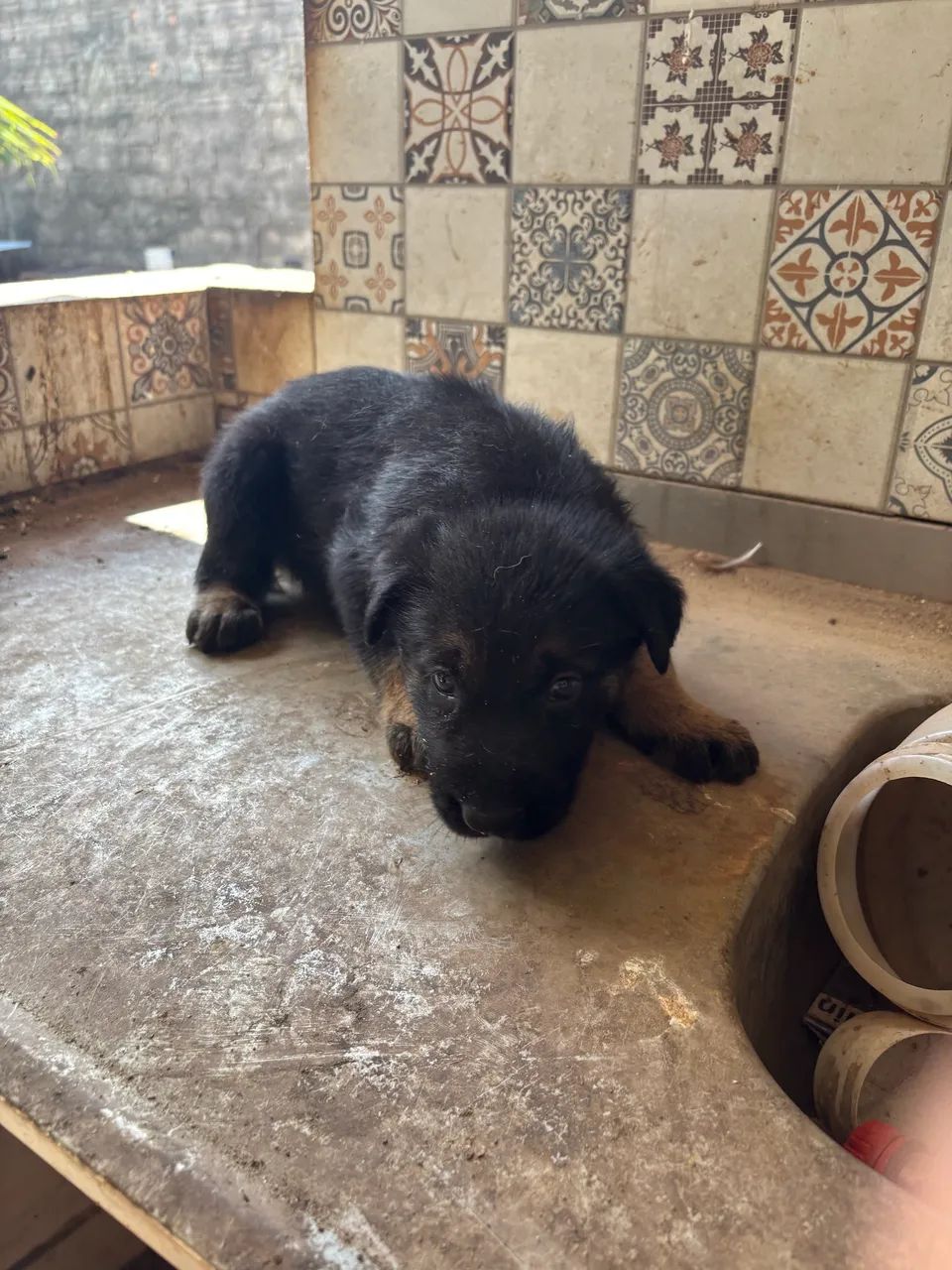 Filhote de Pastor Alemão - Fêmea- Disponível ? - Foto 2