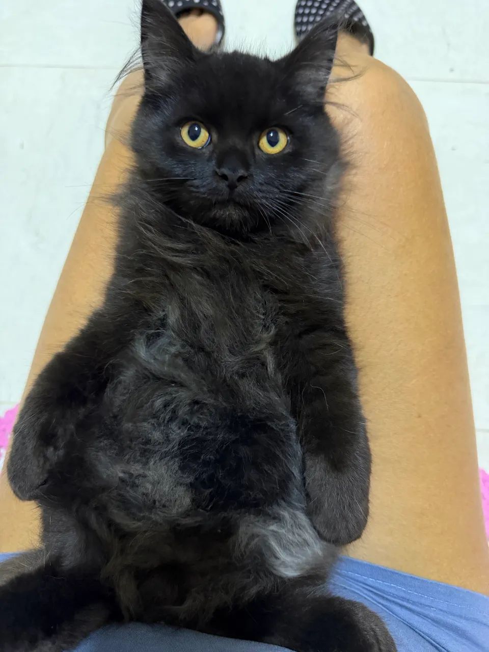 Gatos persas - Foto 2
