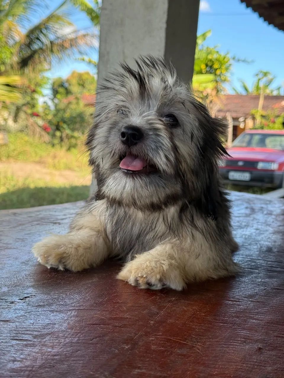 Lindos lhasa Apso - Foto 3
