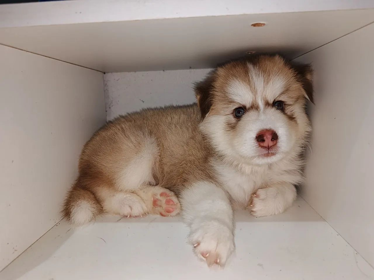 Husky siberiano  - Foto 4