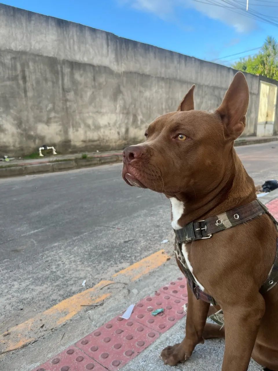DOAÇÃO RESPONSÁVEL Pitbull  - Foto 2