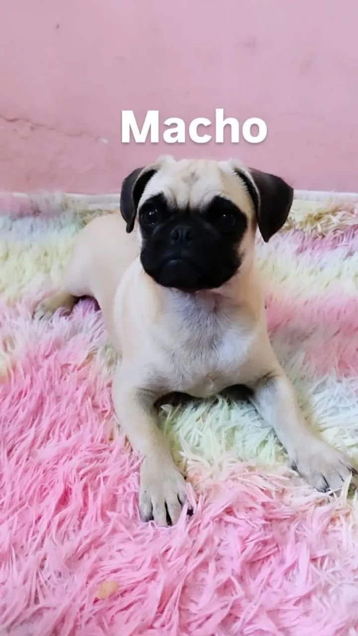 Filhotes de Pug  - Foto 2