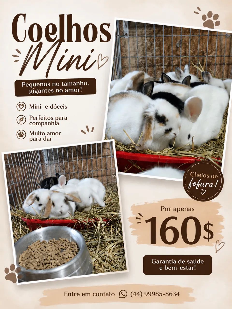 Coelhos mini