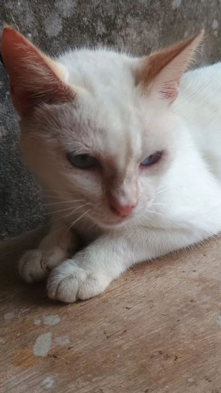 Doação Responsável Gata Castrada  - Foto 5
