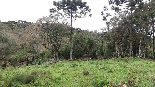Sítios/ chácara em Urubici/ SC chácara em Urubici sitio de 20000m2 - Foto 6