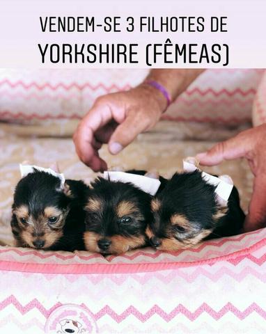Yorkshire c/ 1° vacina e consulta veterinária