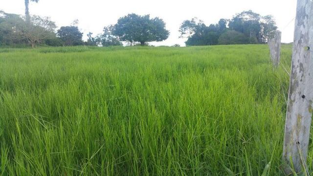 Fazenda 2085 ha Juara MT - Foto 4