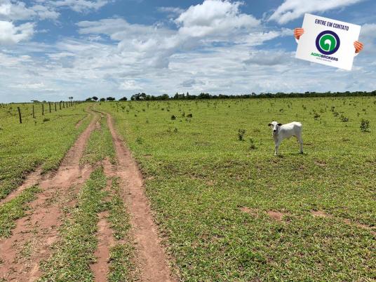 Fazenda 100 ha região de bom jardim - Foto 9