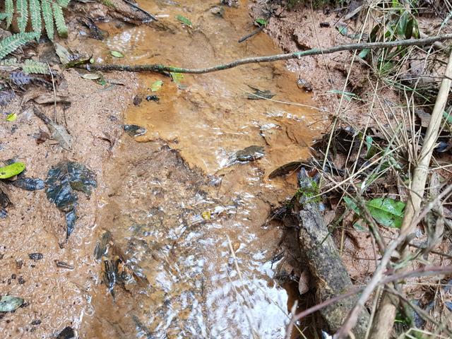 Área para formar chácara em São José dos pinhais bairro Cotia - Foto 9