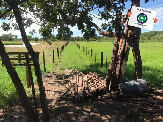 Sítio 28,7 ha no cinturão verde - Foto 3
