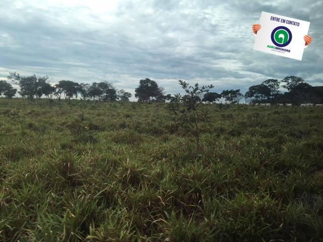 Fazenda 1600 ha no manso - Foto 4