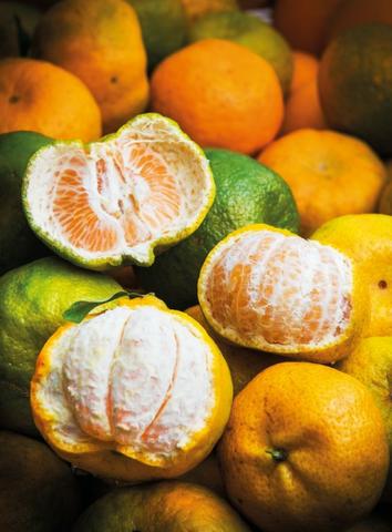 Mudas de Laranja, Limão, Tangerina e outros Citrus - Foto 2