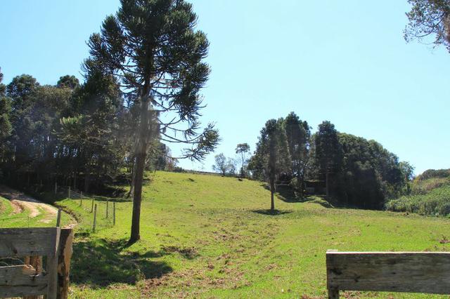 Chácara Araucária, 284.000m², tanques, nascente - Foto 5