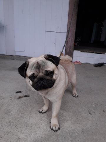 Pug