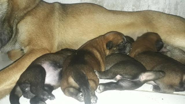 Pastor Belga de Malinois