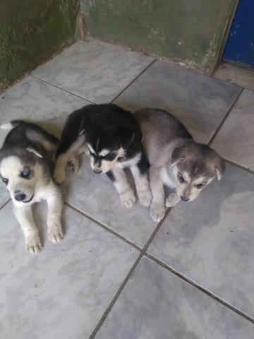 Husky siberiano - Foto 3