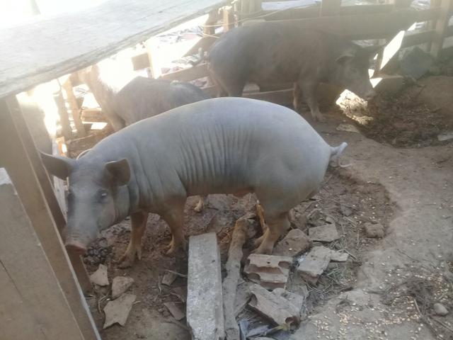 Vendo barão pelado barato