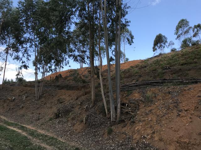 Vendo Fazenda