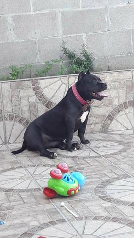 Fêmea de American Bully Black - Foto 3