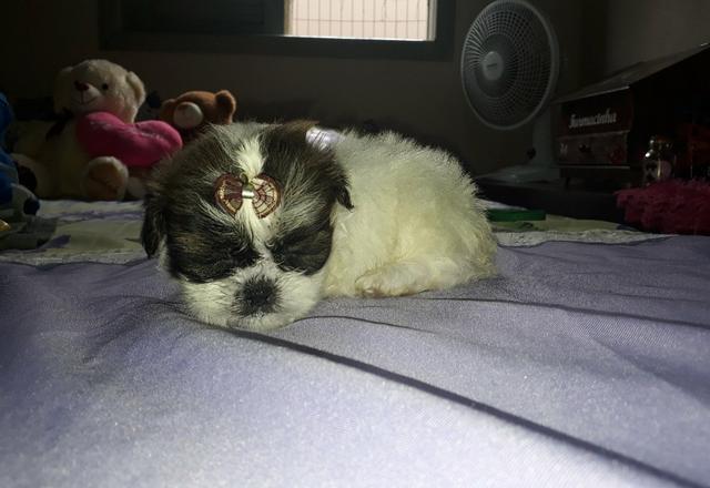 Vendo fêmea de shih Tzu puro