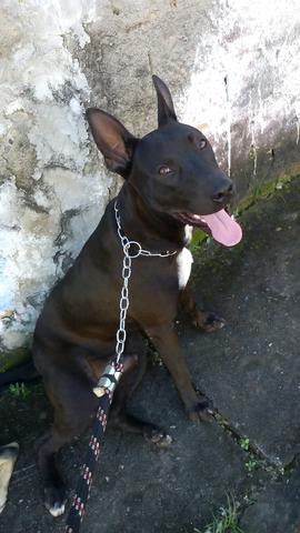 Mestiço
