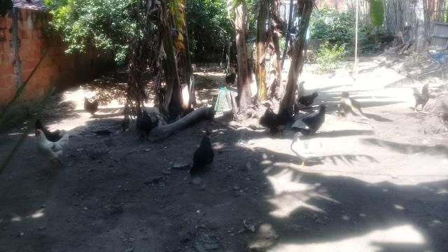 Sitio com casa maruim - Foto 6