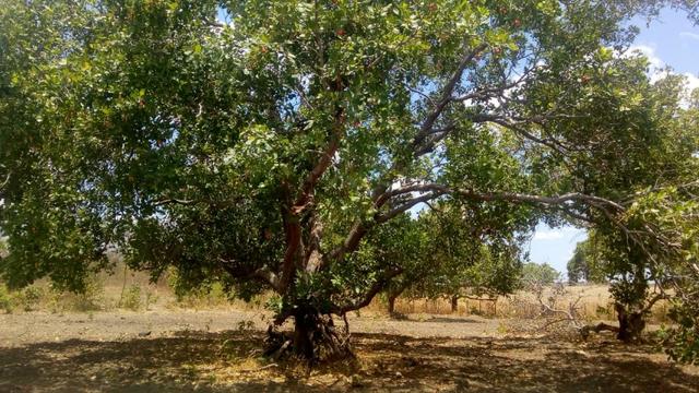 Propriedade Rural (S.Gonçalo do Piauí-Pi) - Foto 12