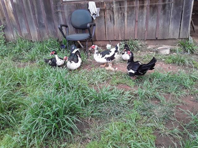 Vendo patos - Foto 3