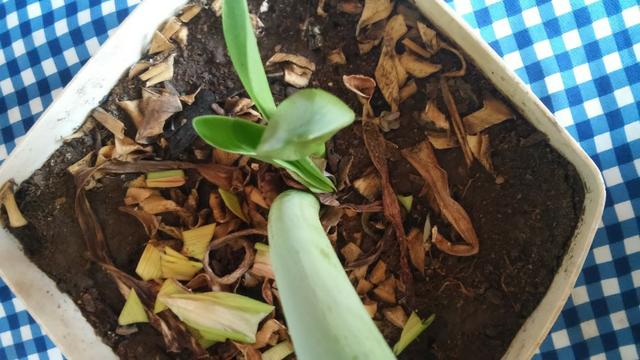 Mudas de Orquidéa - Foto 3