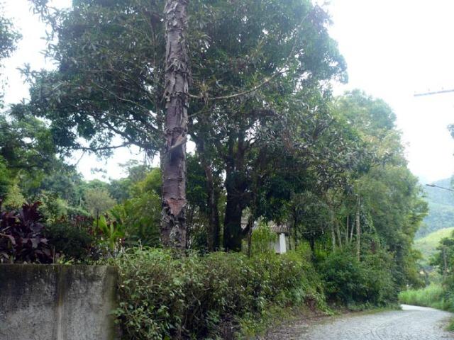 Sítio em Banquete/Bom Jardim-RJ - 8.000m2 - Foto 8