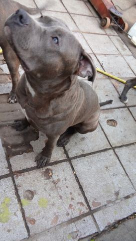 American staffordshire terrier - Foto 3
