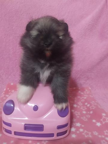 Lulu da Pomerânia Fêmea - Foto 4