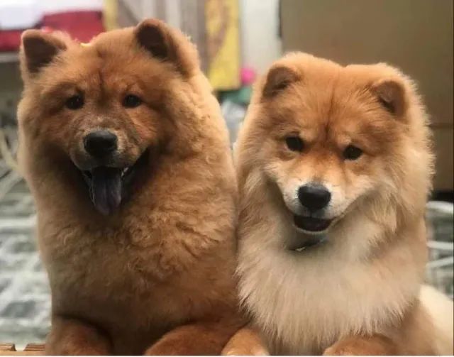 Chow chow 