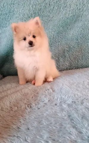 Spitz Alemão  - Foto 3