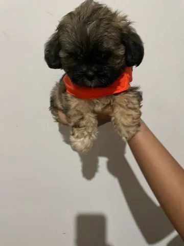 Vendo-shih Tzu puro! 