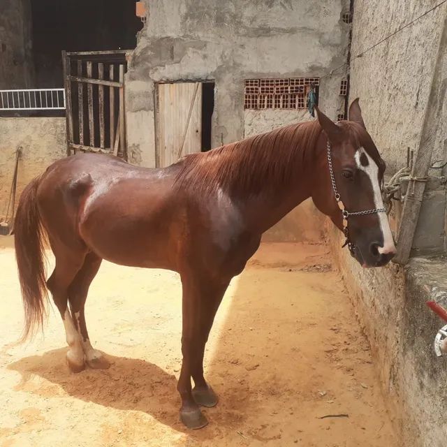 Cavalo alazão tostado de marcha picada - Cavalos e acessórios