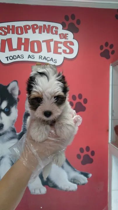 Biewer Terrier Minha bolinha de pelos favorita! - Foto 3