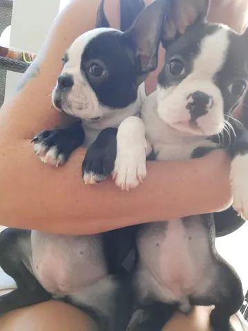 Boston terrier deals for sale olx