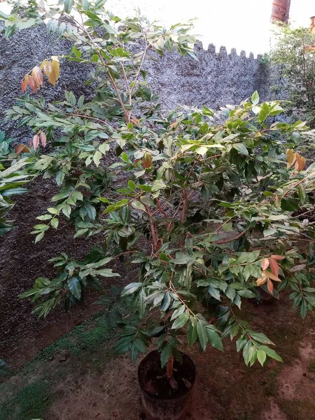 Jabuticaba branca..... - Foto 2