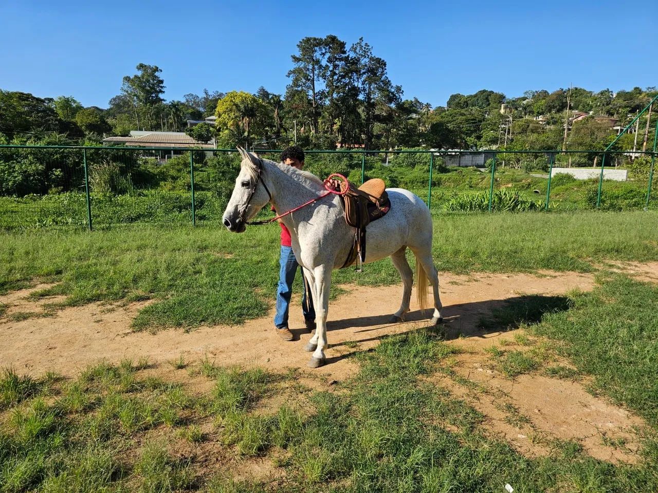Égua, cavalo marcha picada 