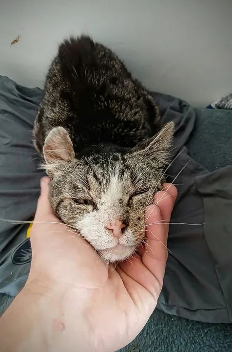 Gato idoso. Castrado - Foto 2