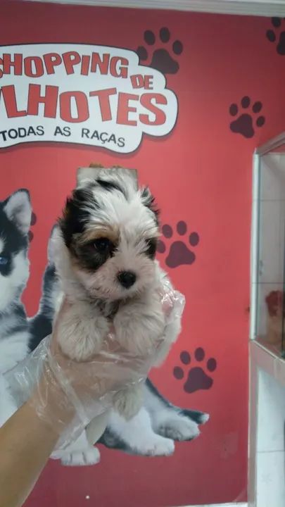 Biewer Terrier Minha bolinha de pelos favorita! - Foto 4