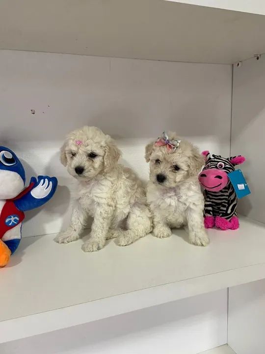 Poodle filhotes disponiveis em loja 