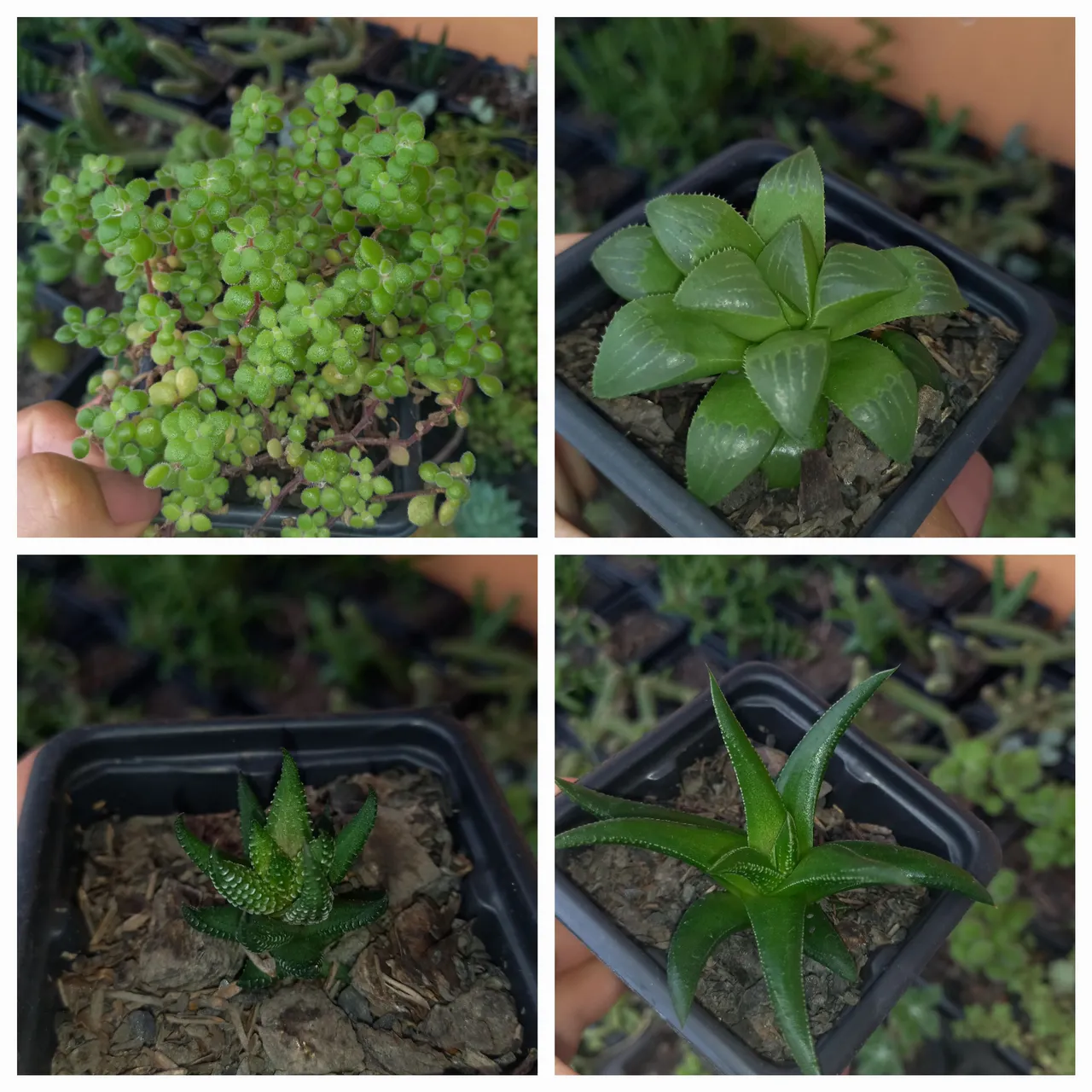 Mudas de suculentas por R$1,90
