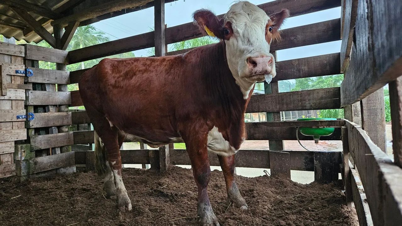  Disponivel  Novilha Brasfort 