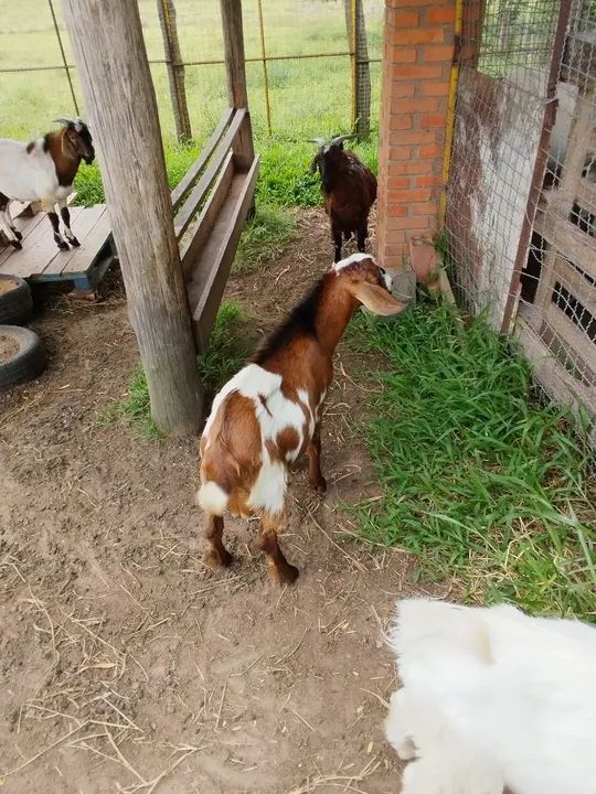 Cabras e Bodes - filhotes e adultos  - Foto 4