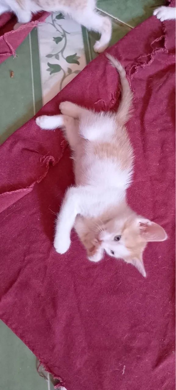 Adoção responsável filhotes dóceis  - Foto 2